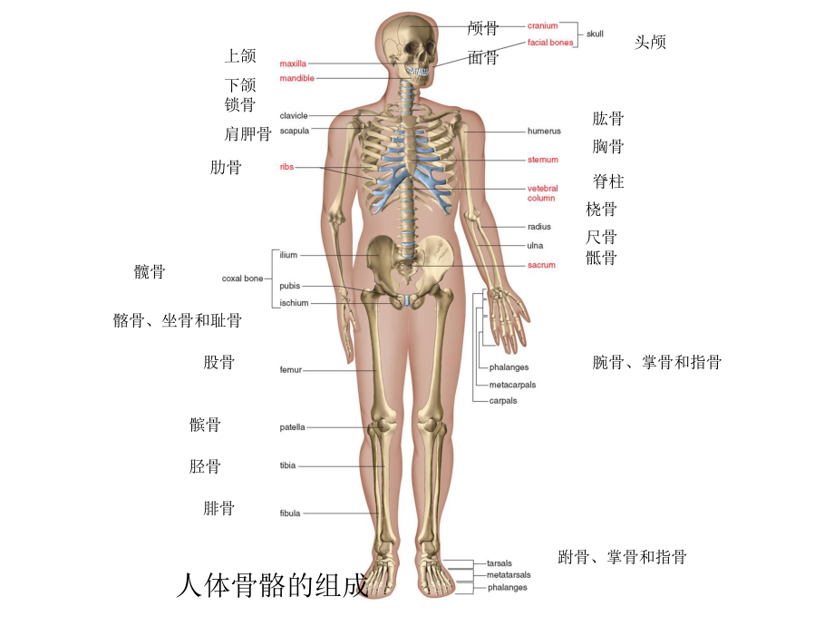 人体骨骼系统.ppt_第1页