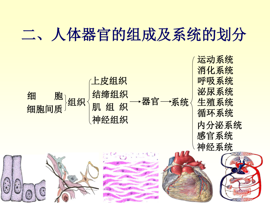 chapter01骨学.ppt_第3页