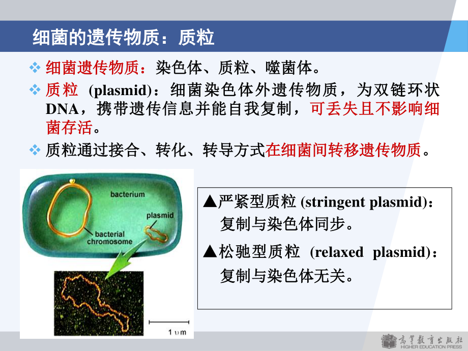 3版第2章细菌的遗传与变异.ppt_第3页