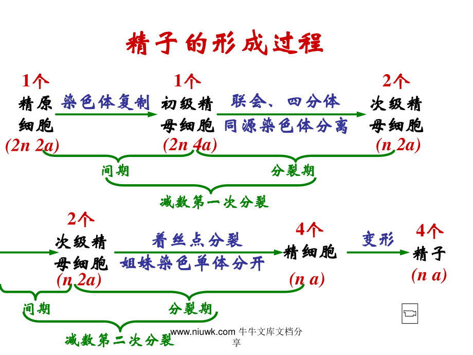 减数分裂和生殖细胞的形成.pptx_第1页