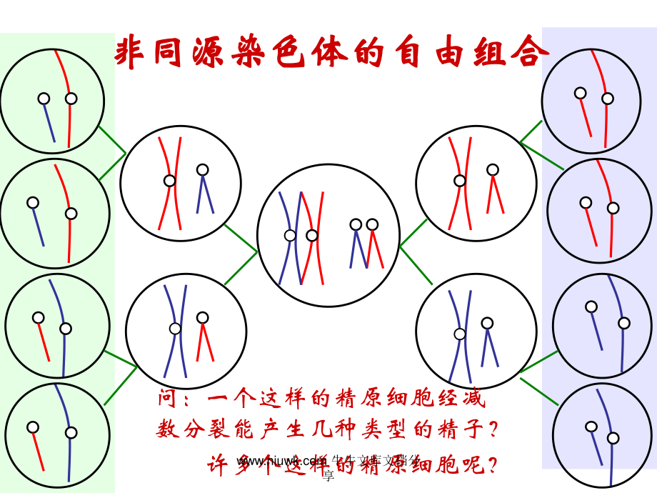 减数分裂和生殖细胞的形成.pptx_第3页