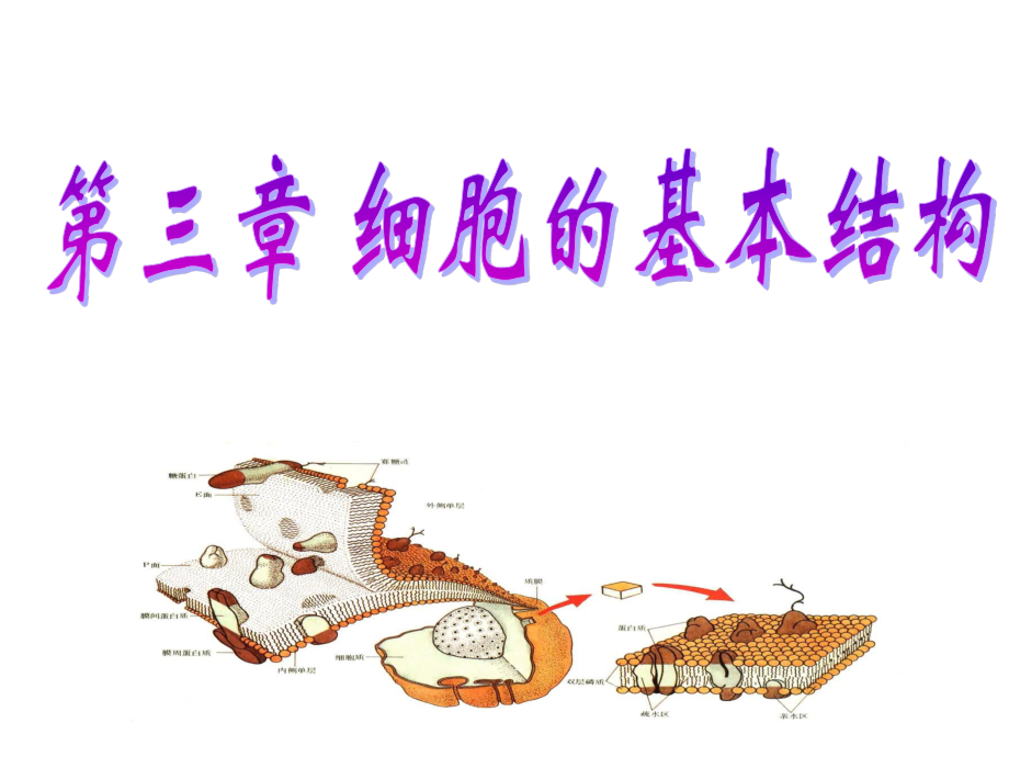 伊红为什么不会逸出细胞.ppt_第2页