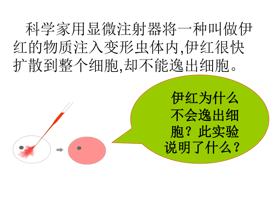 伊红为什么不会逸出细胞.ppt_第3页