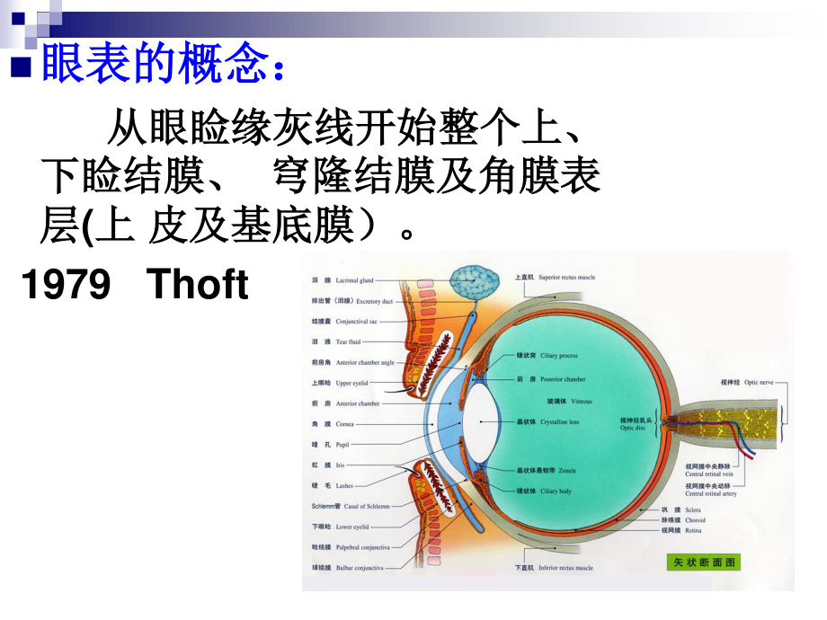 5.第五章--眼表病.ppt_第2页