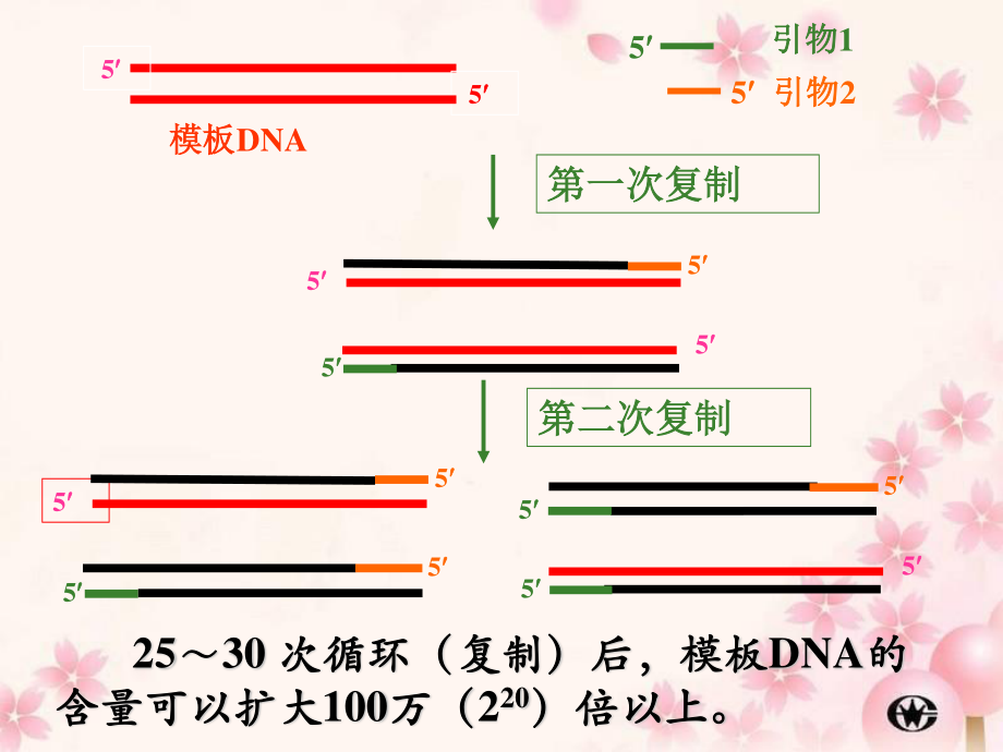 5.3血红蛋白的提取及分离(1).ppt_第3页