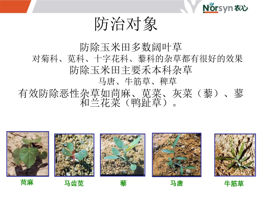 农药杀虫剂杀菌剂除草剂作用机理使用技术及病虫害防治.ppt_第3页