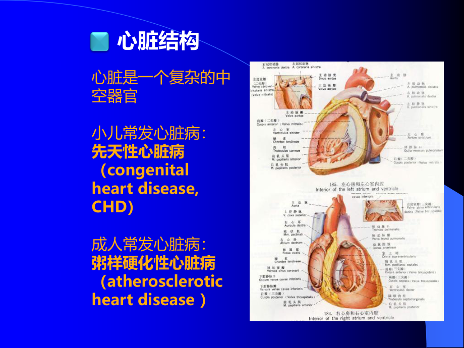 儿科先天性心脏病四课时2015-PPT文档.ppt_第3页