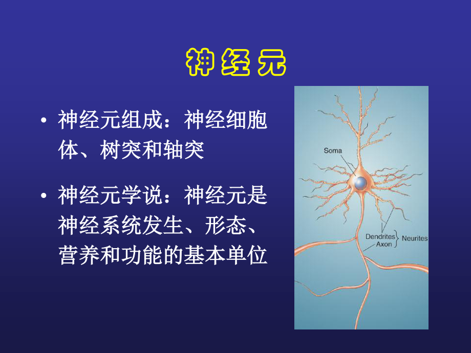 3脑结构与认知.ppt_第2页