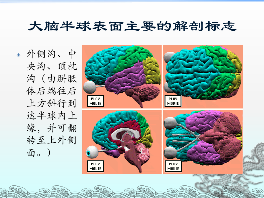 主要脑区的结构.ppt_第2页