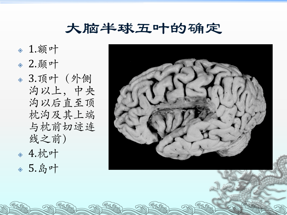 主要脑区的结构.ppt_第3页