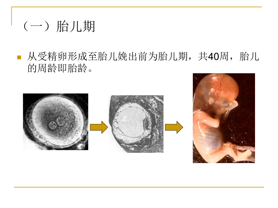 人体发育规律.ppt_第3页