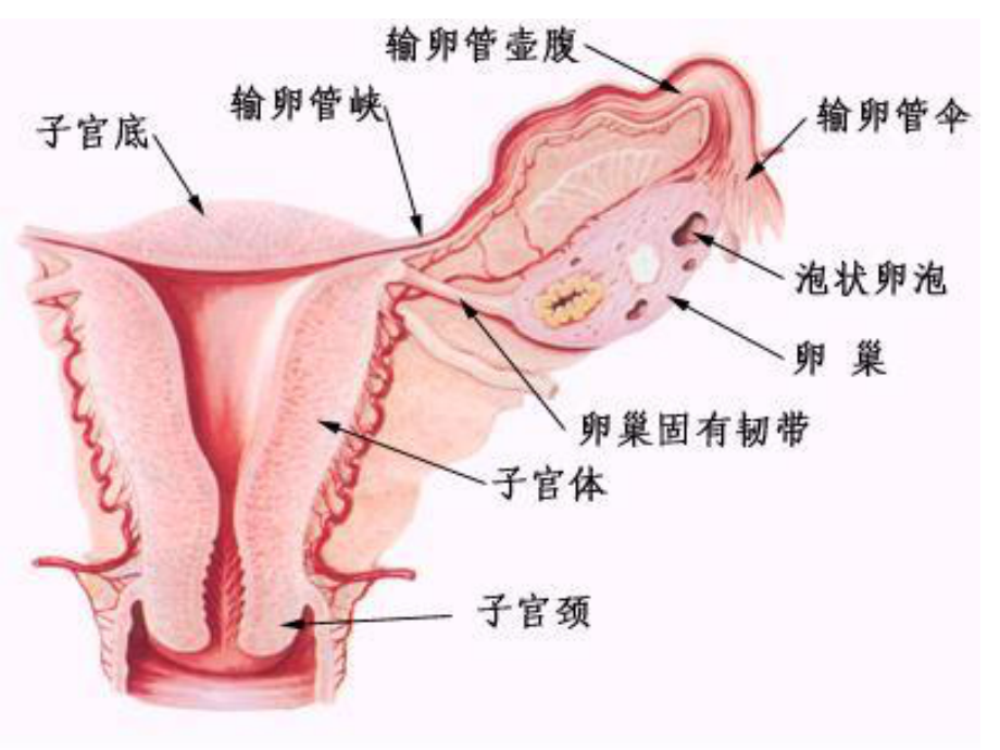 4.预科异常妊娠.ppt_第3页