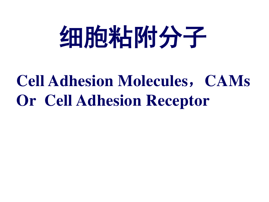 8细胞粘附分子(研01).ppt_第1页