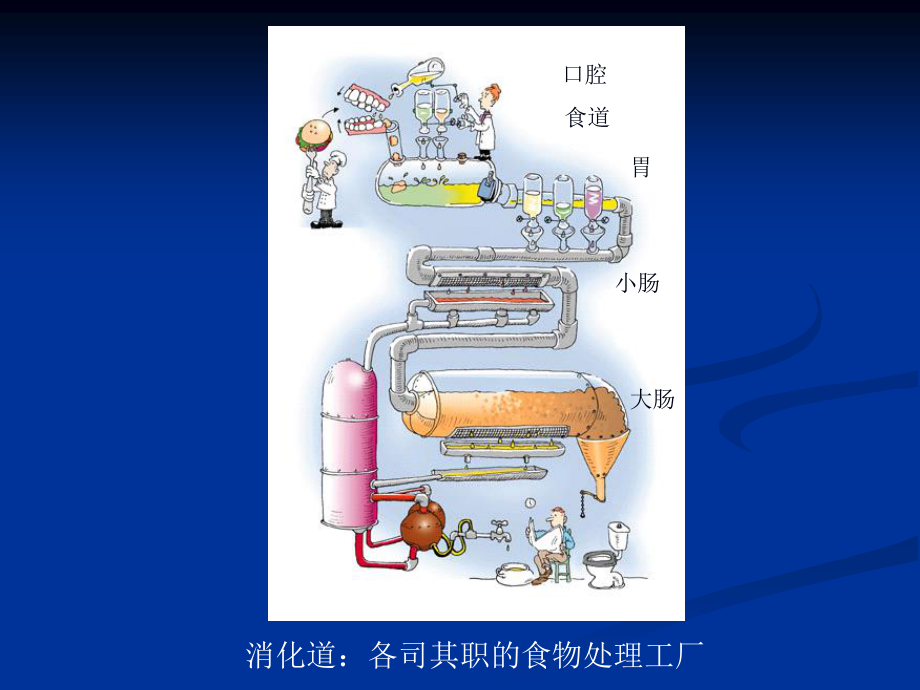 Chapt-21：消化道的吸收功能.ppt_第3页