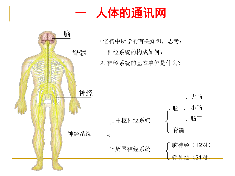 人体生命活动的神经调PPT.ppt_第2页