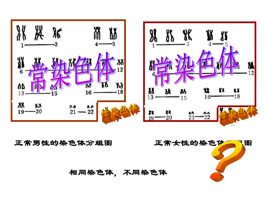 伴Y染色体遗传病外耳道多毛症2.ppt_第3页