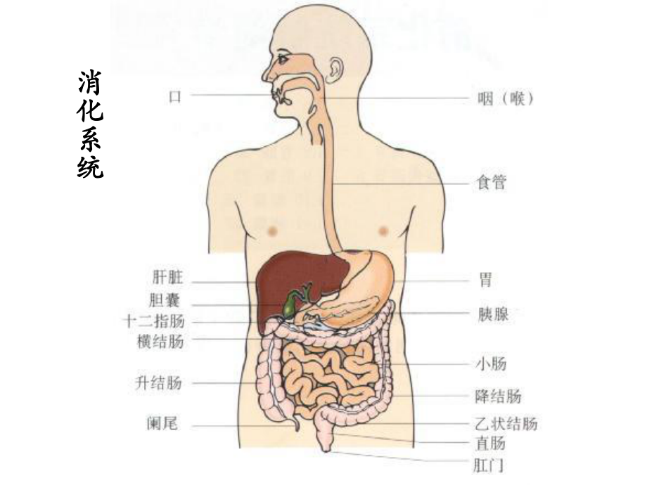 丙谷胺胃泌素受体阻断药三.ppt_第2页