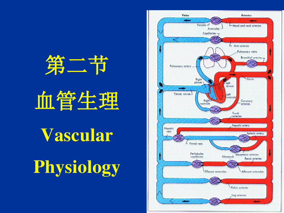 9.2-血管生理.ppt_第1页