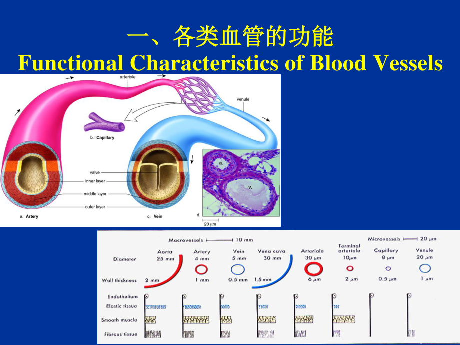 9.2-血管生理.ppt_第3页