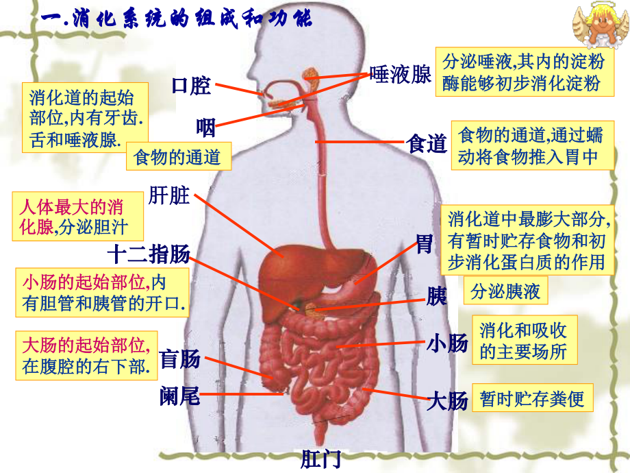 一消化系统的组成和功能.ppt_第2页