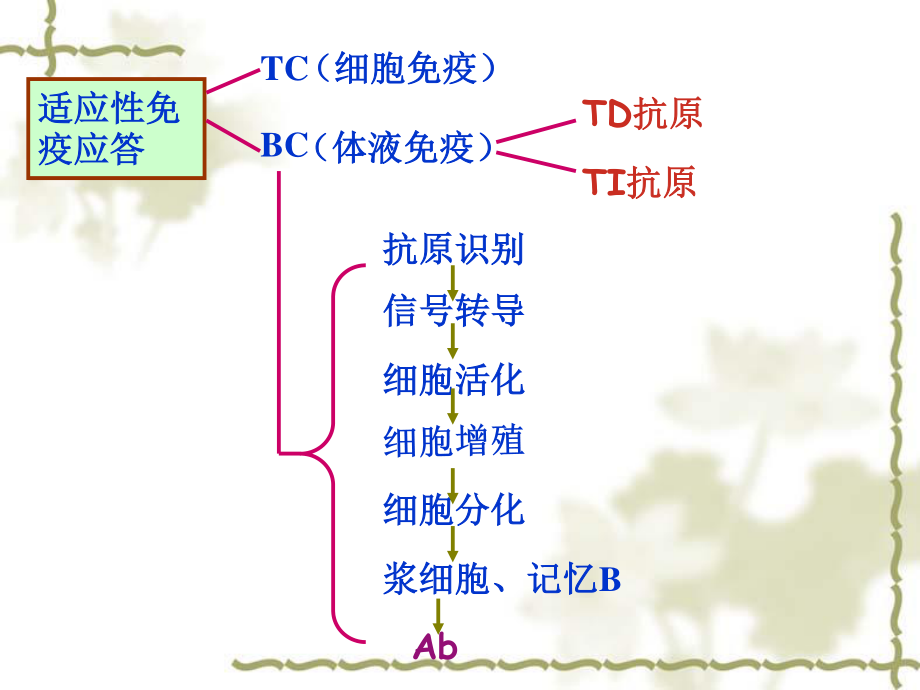 B淋巴细胞介导的体液免疫应答.ppt_第2页