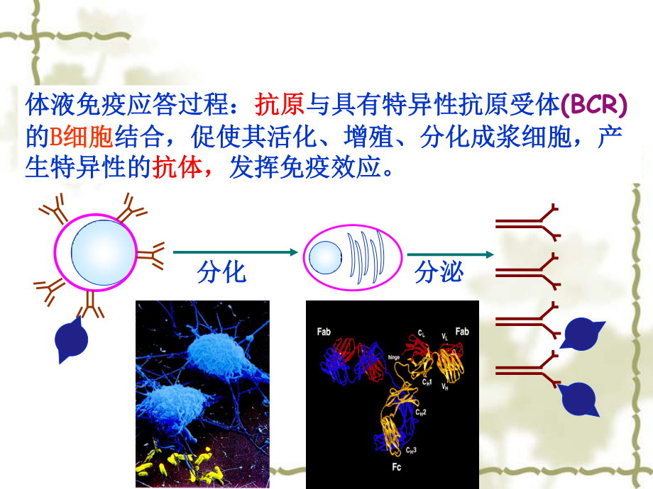 B淋巴细胞介导的体液免疫应答.ppt_第3页