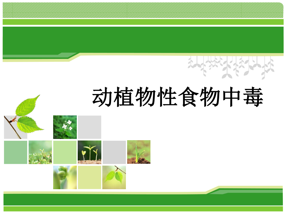 动植物性食物中毒.ppt_第1页