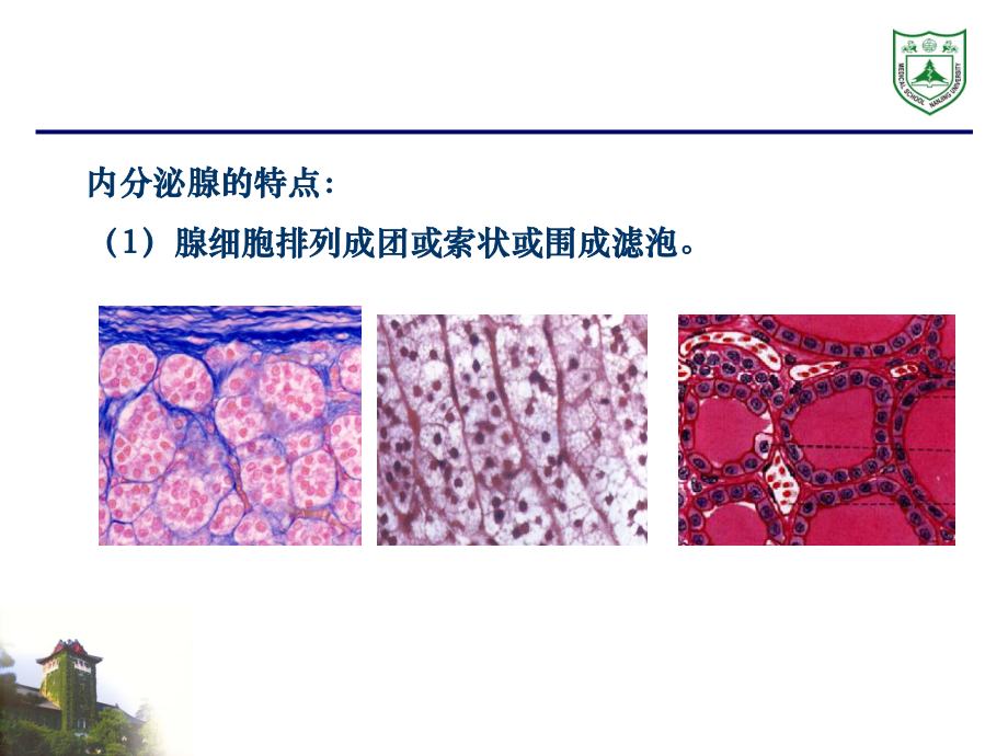 内分泌系统组织学.ppt_第3页