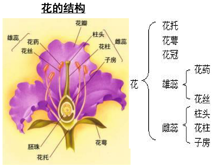 [高二理化生]3[1]2月季花药培养.ppt_第2页