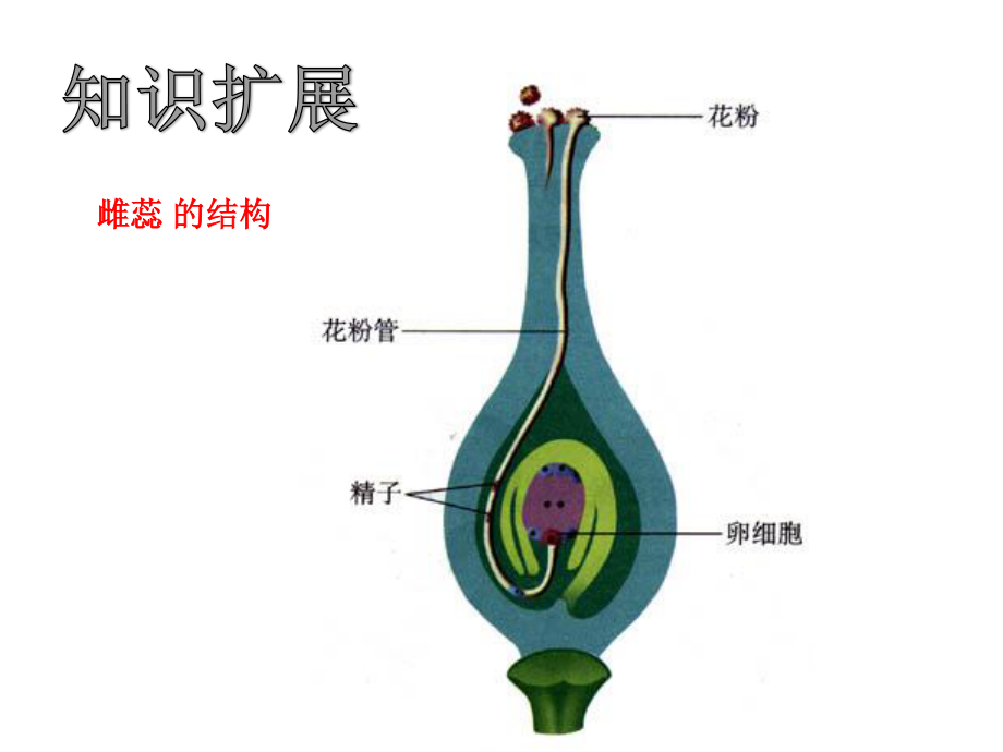 [高二理化生]3[1]2月季花药培养.ppt_第3页