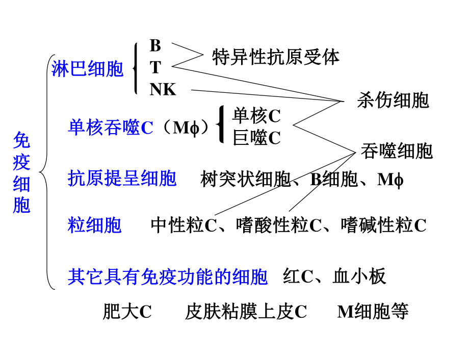 【免疫】2.T与B细胞.ppt_第2页