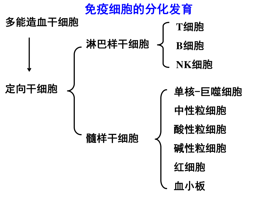 【免疫】2.T与B细胞.ppt_第3页