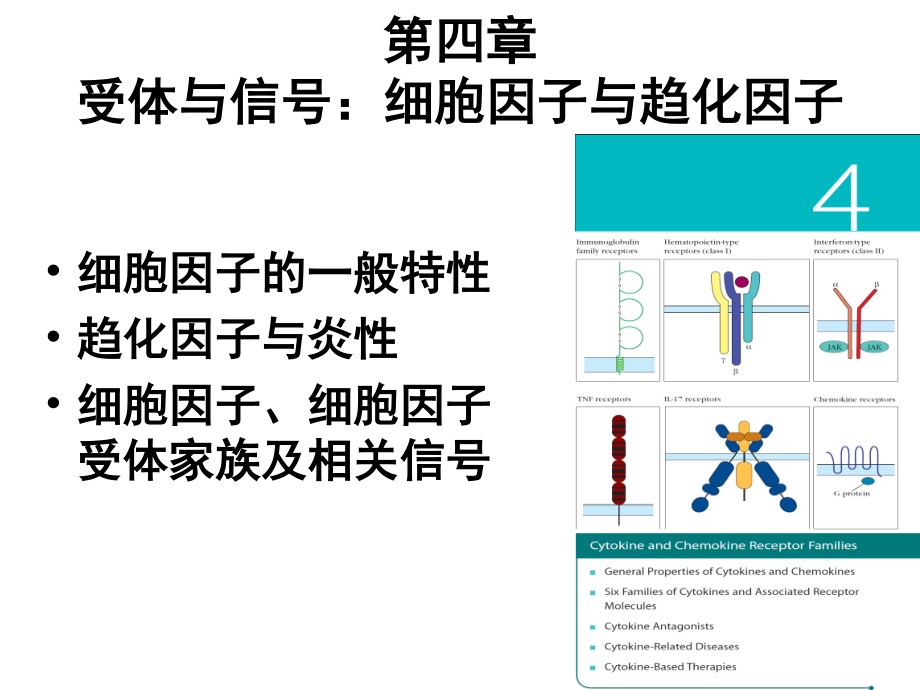 免疫学-第4章-受体与信号：细胞因子与趋化因子.ppt_第2页