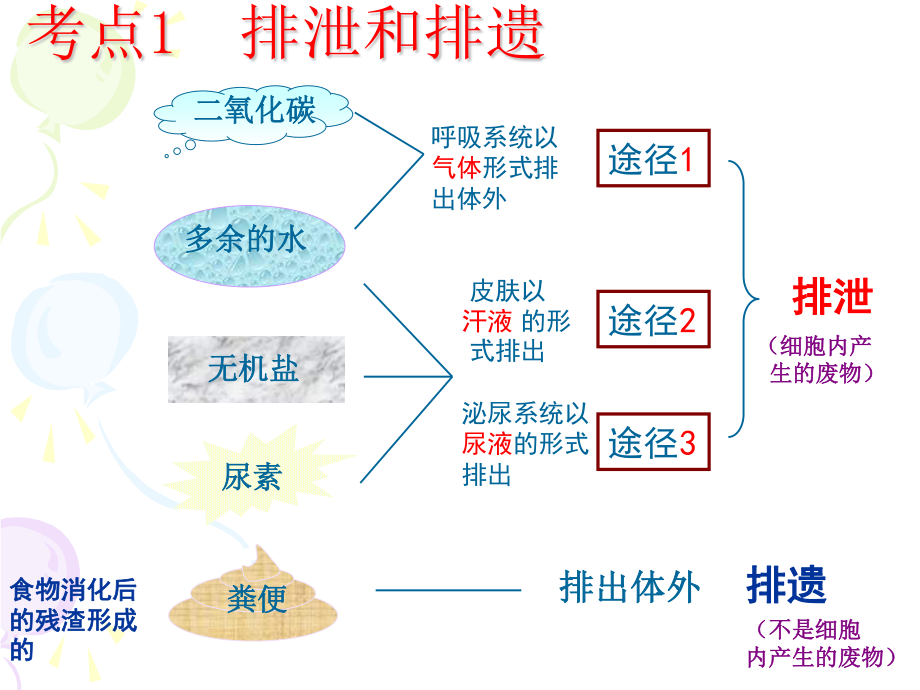 gg人体内废物的排出(新).ppt_第2页