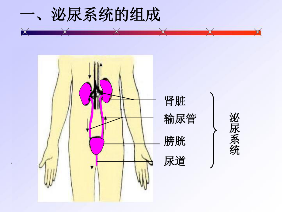 gg人体内废物的排出(新).ppt_第3页