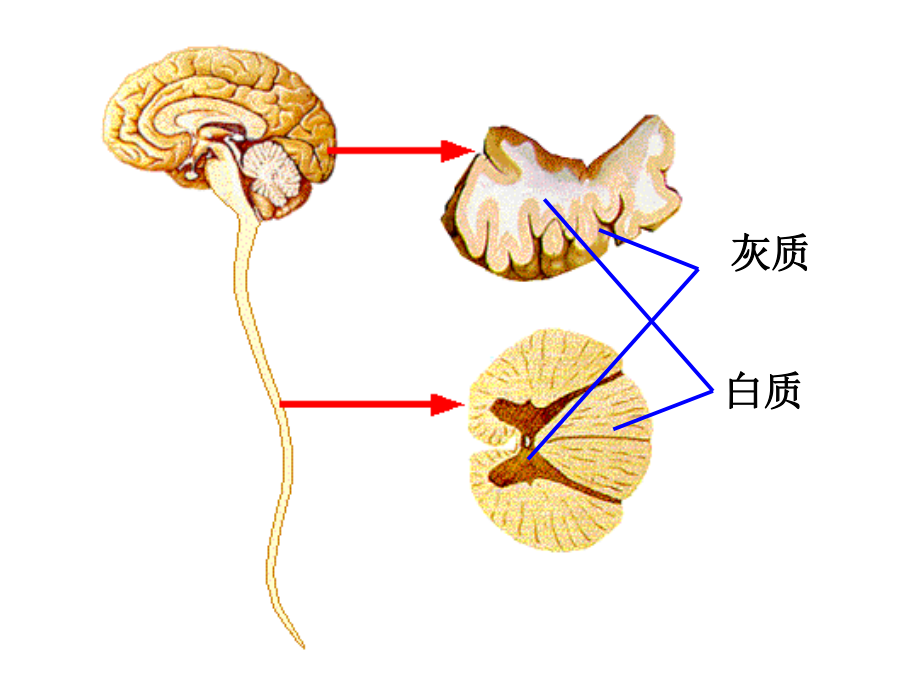 人脑的结构与功能--..ppt_第1页