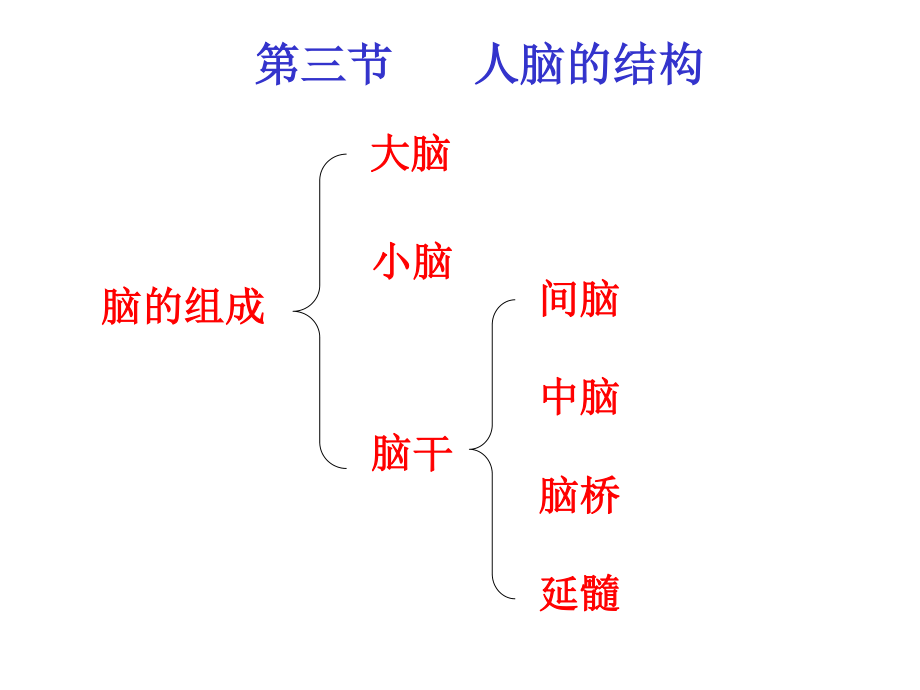 人脑的结构与功能--..ppt_第2页