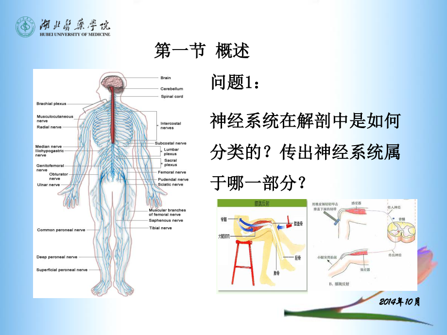 传出神经系统药理(5-7章).ppt_第3页