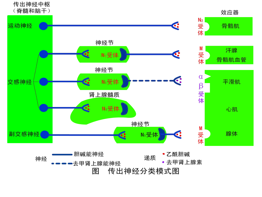 6第六章-胆碱受体激动药-抗胆碱酯酶药和胆碱酯酶复活药.ppt_第2页