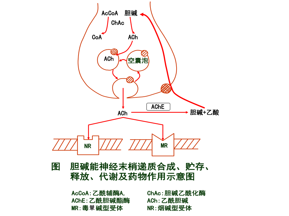 6第六章-胆碱受体激动药-抗胆碱酯酶药和胆碱酯酶复活药.ppt_第3页