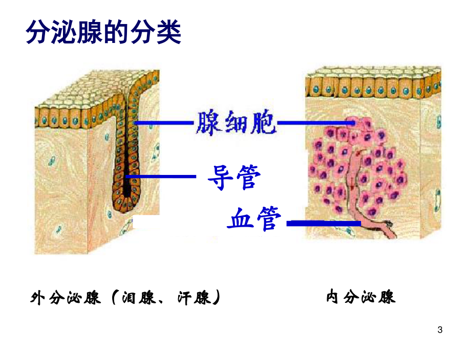 内分泌系统与体液调节(一).ppt_第3页