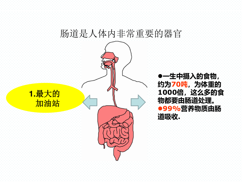 7月6日肠道健康科普讲稿.ppt_第2页