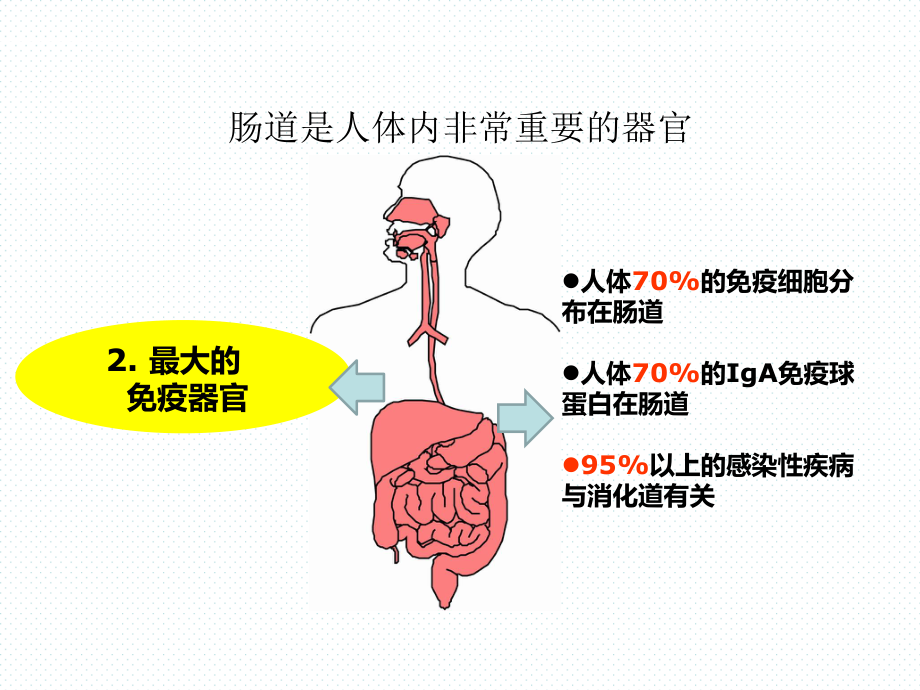 7月6日肠道健康科普讲稿.ppt_第3页