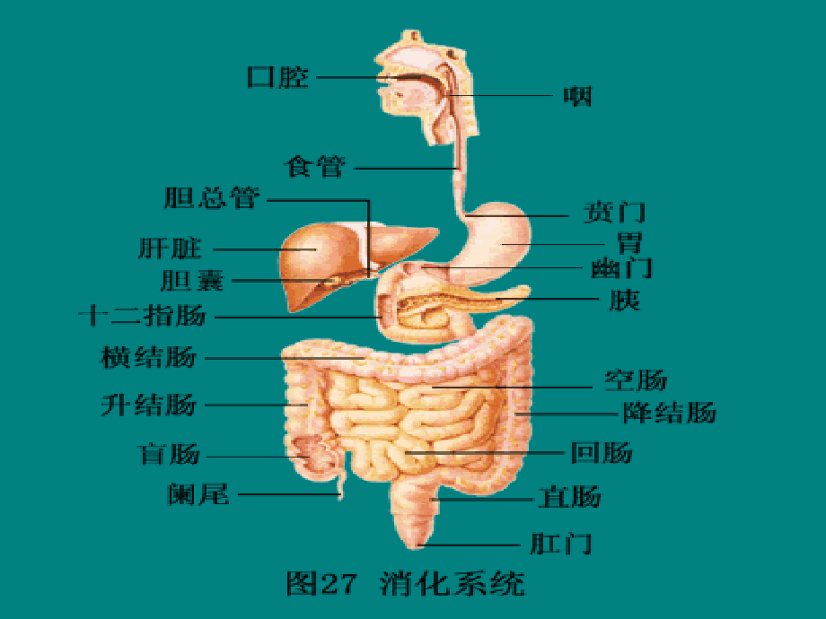 上消化道出血.pptx_第2页