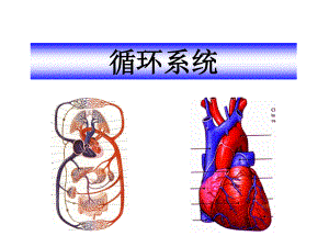 7.循环系统正常表现、基本病变及常见病.ppt