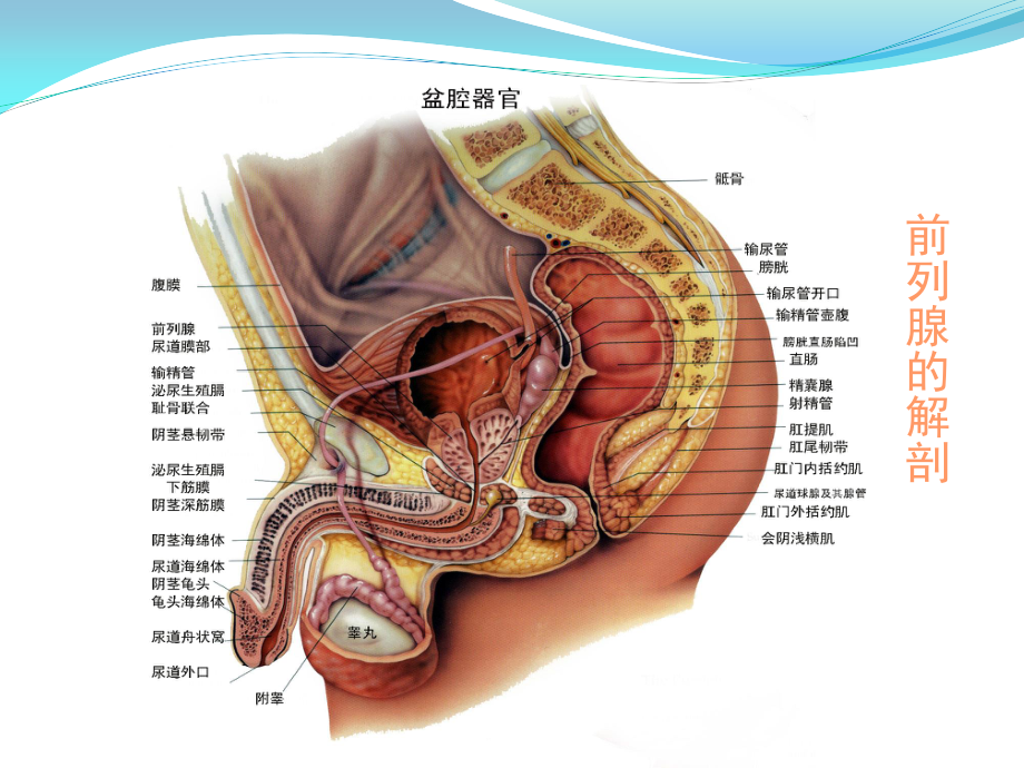 I43前列腺健康.ppt_第3页