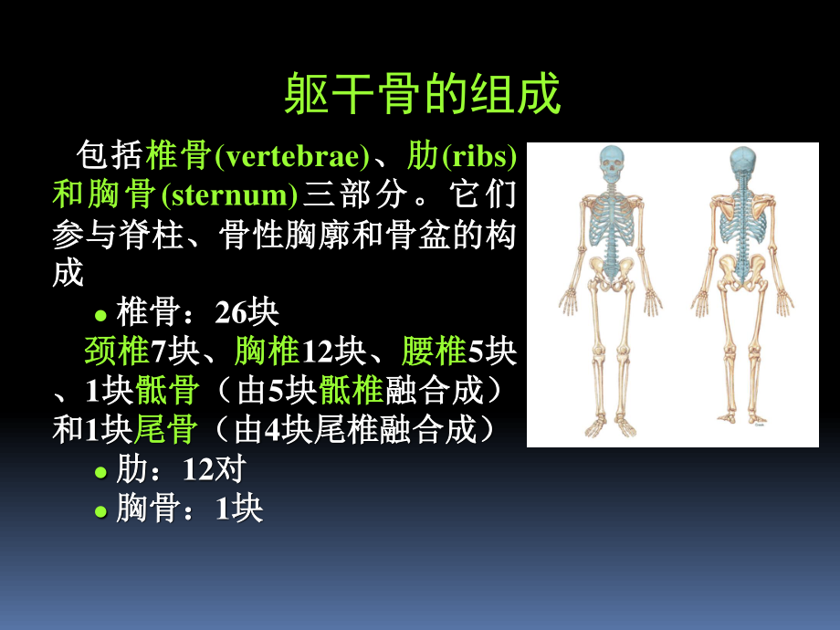 丁卫国02-躯干骨.ppt_第2页