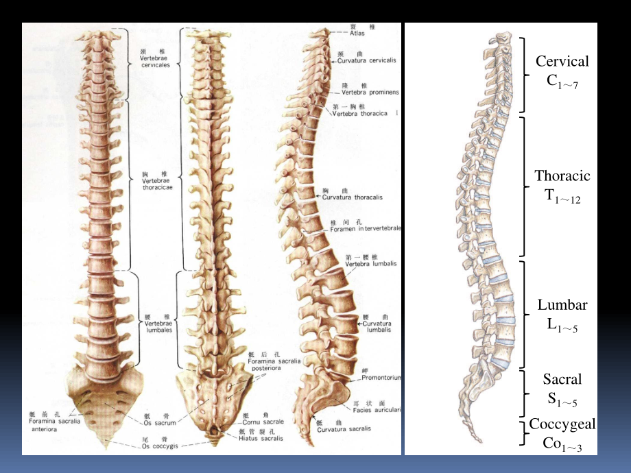 丁卫国02-躯干骨.ppt_第3页