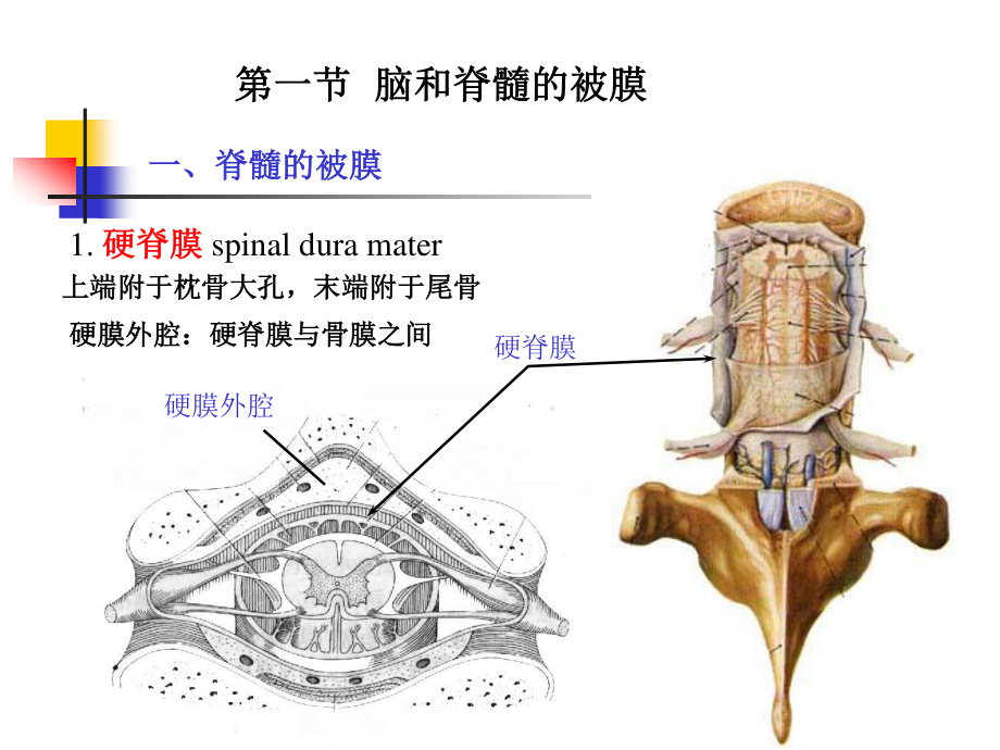 6-脑和脊髓的被膜、血管及脑脊液.ppt_第2页