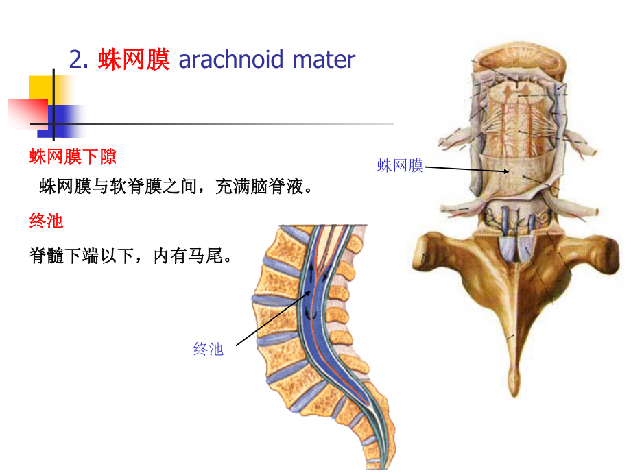 6-脑和脊髓的被膜、血管及脑脊液.ppt_第3页